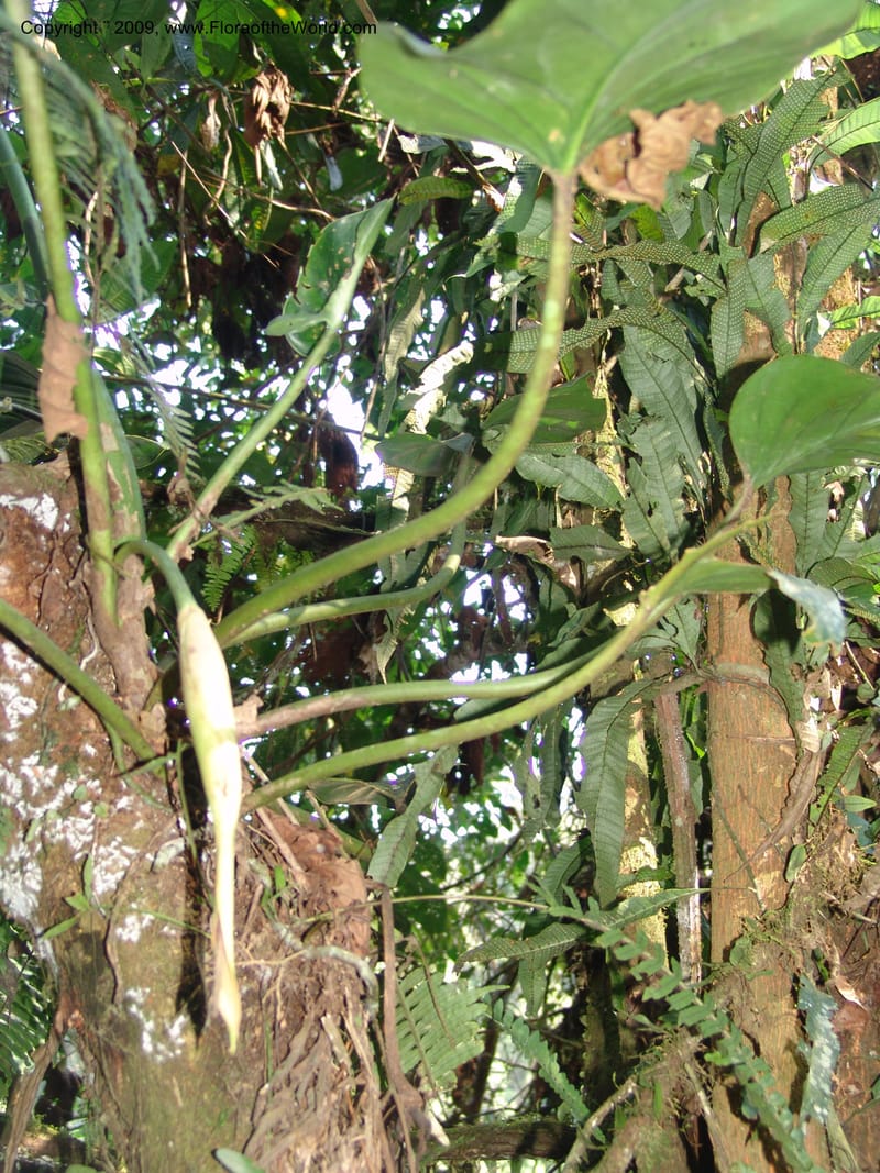 Philodendron attenuatum, Croat98778--Ecuador. Z.C. Margin of Rio Nangaritza. 17 Sep 07. 331.jpg