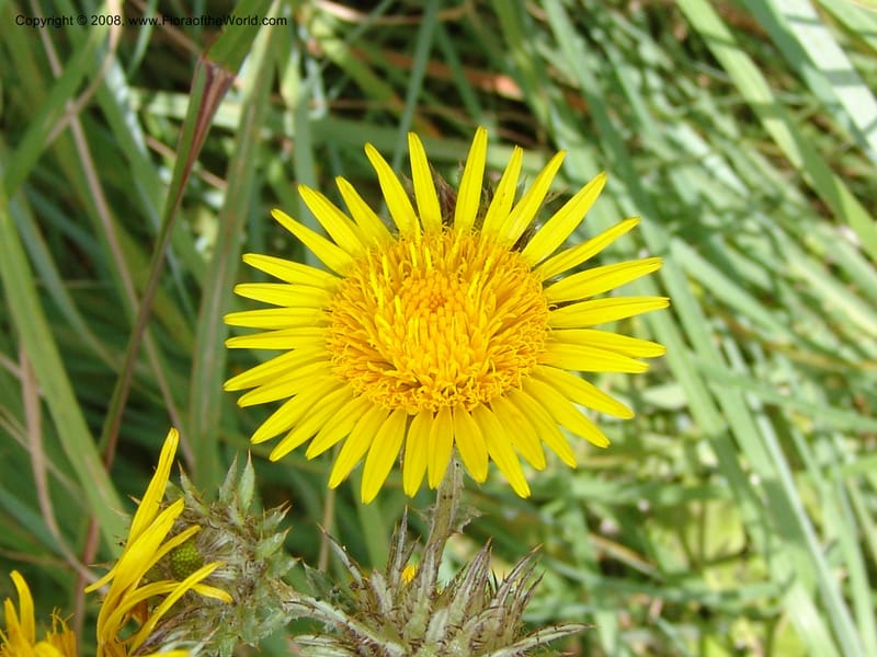 Berkheya--So.Africa. KZN. Midl. Meand. Granny Mouse. 13 Mch 05. 075.jpg