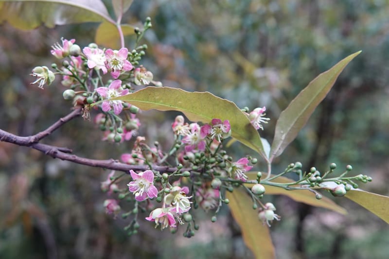 Delavaya toxocarpa, D. Boufford 44087--China. Yunnan. Xinshao Village. 28 Apr 2018. DSC00001 (23).JPG