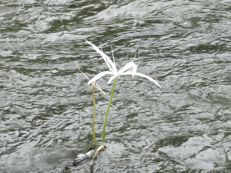 Crinum natans, Elias Ndive 189--Cameroon. Kumba River, Kumba. 23 Mar 2014. DSC03541 (29).JPG