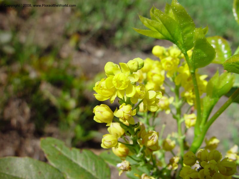 Berberis repens--ID. Valley Co. Payette Lake. 12 Jun 03. 121.jpg