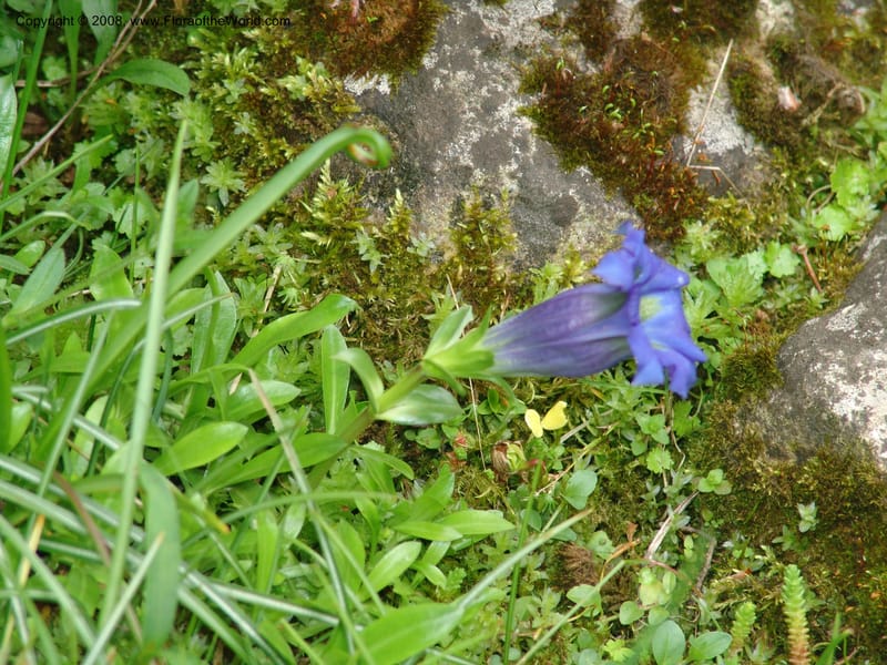 Gentiana dinarica--France. Paris. Jardin des Plantes. 28 Apr 05. 193.jpg