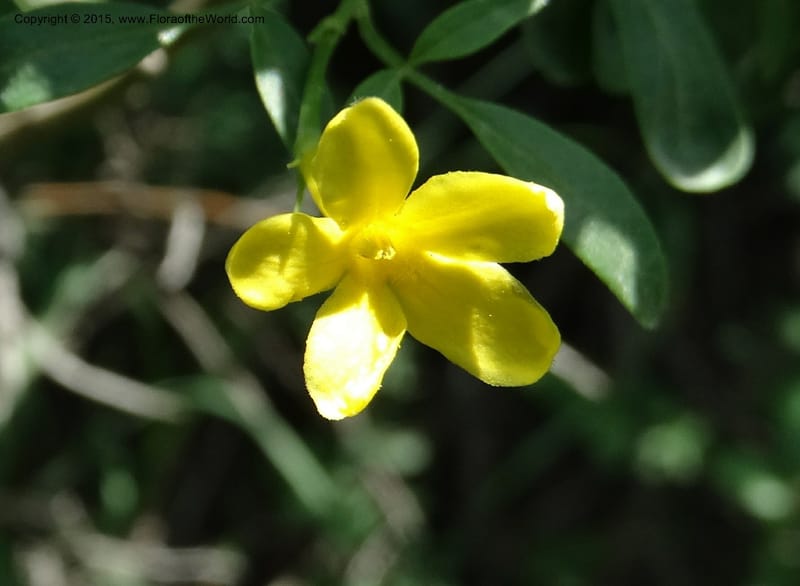 Jasminum fruticans, Davidson, C 12467--Georgia (Caucasus). Shio Mgvime. 7 Jun 2014. DSC07779 (173).JPG