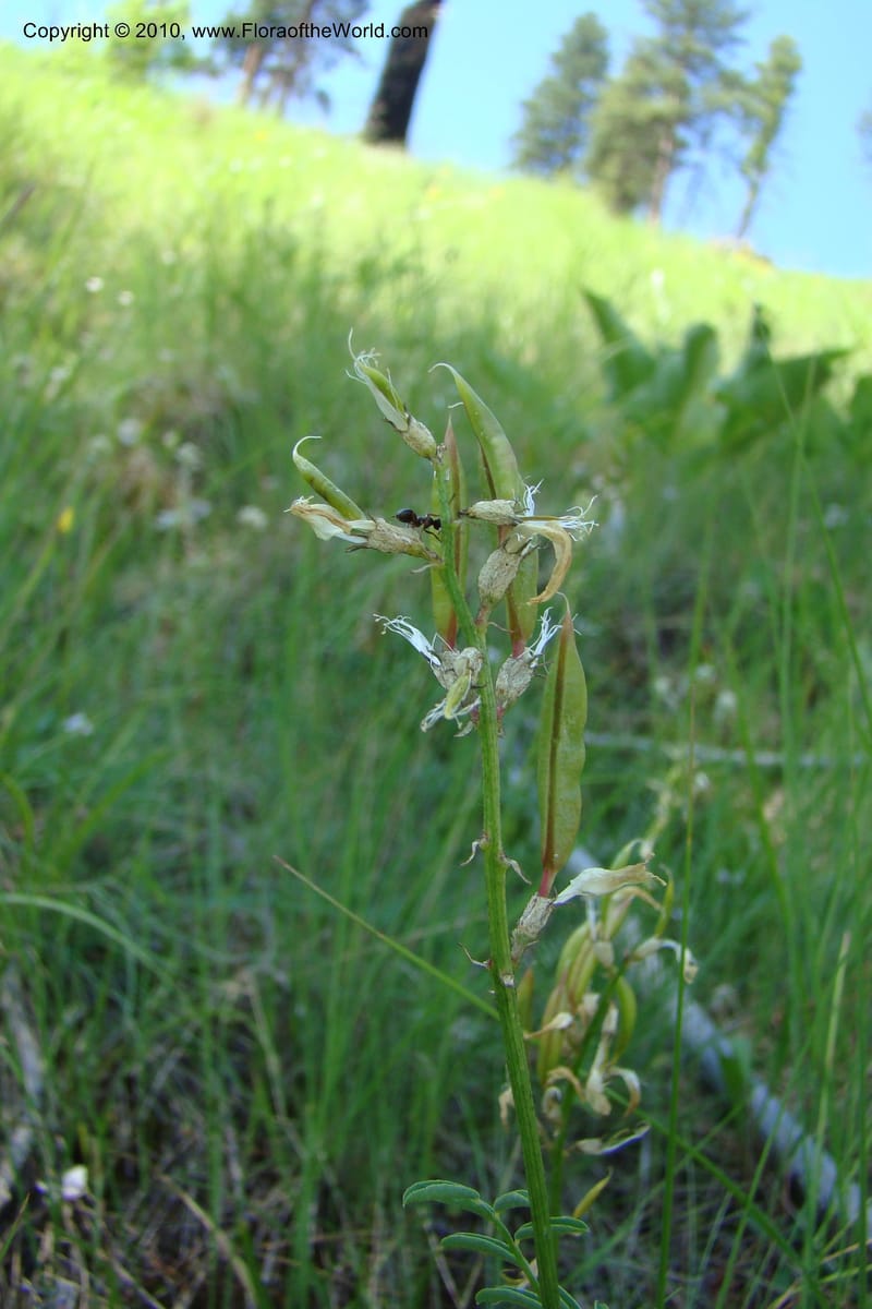 Astragalus stenophyllus, C. Davidson 11368--Idaho. Idaho Co. Salmon River. Polly Bemis Ranch. 27 May 2009. 174.jpg