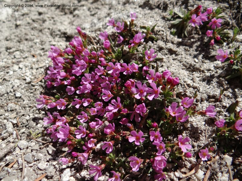 Douglasia, Davidson, C 12194--ID. Boise Co. Scott Mtn. Lookout Road. 18 Jun 2013. DSC06609 (60).JPG