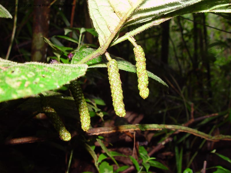 Piper brownsburgense, ETepe619--Fr. Guiana. Matoury Mts, near Cayenne. 21 Mch 02. 005.jpg