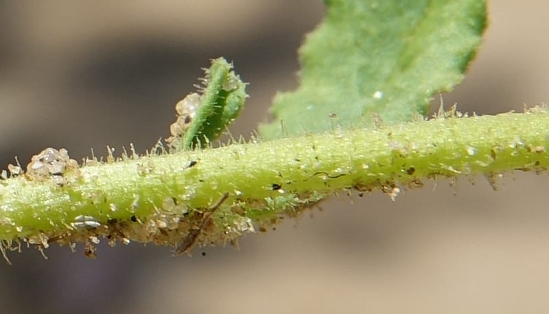 Limeum myosotis, L. Nanyeni 1158--Namibia. B1 to Rehoboth, Frankie Fredricks St. 15 Mar 2018. DSC00565 (457).JPG