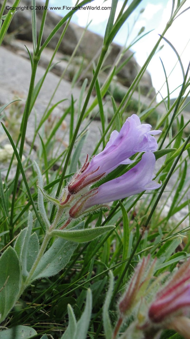 Penstemon montanus, C. Davidson 11769--ID. Idaho Co. Josephine Lk Rd . 27 July 2010. 001 (100).jpg