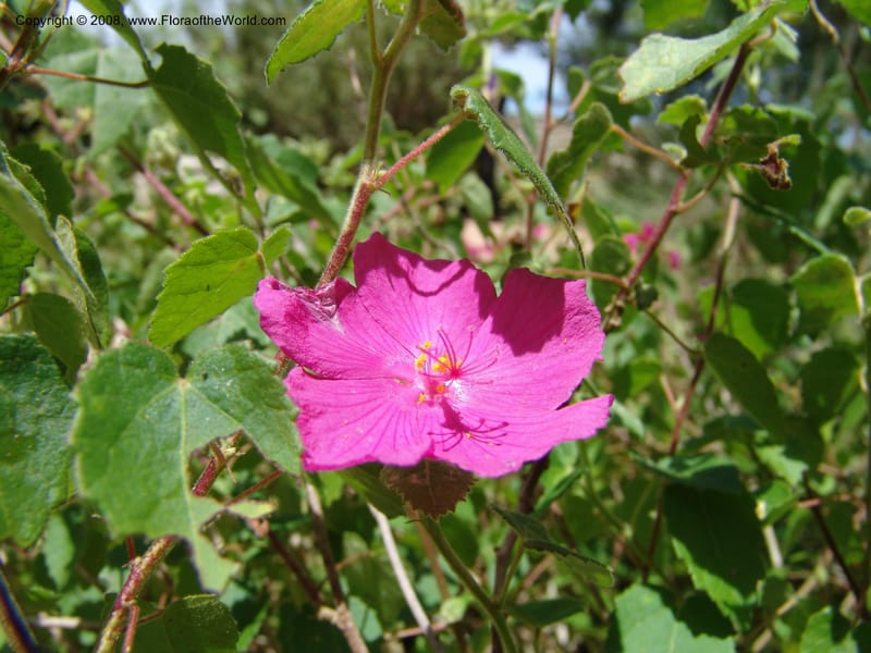 Pavonia lasiopetala--TX. Johnson Wildflower Center. 13 Jun 04. 011.jpg