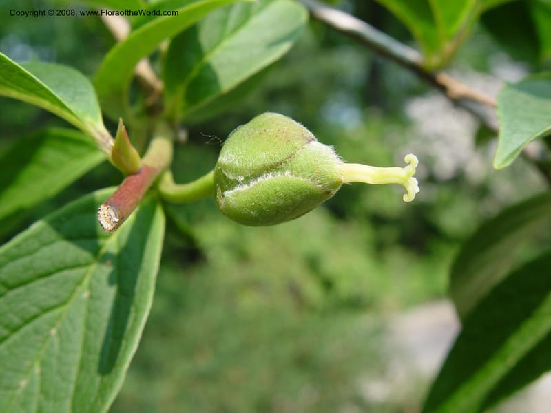 Stewartia pseudocamelia--CT. Hamden. Broken Arrow Nursery. 27 Jun 03. 016.jpg
