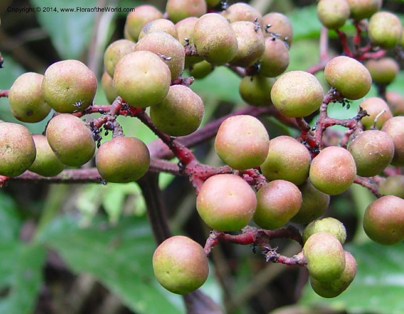Leea guineensis--Cameroon. Mt. Cameroon. 6 Dec 03. 088a (9).jpg