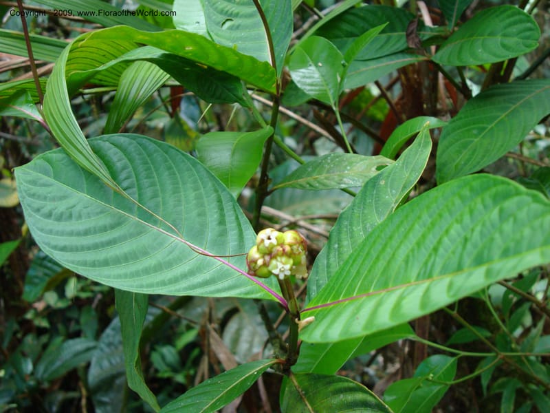 Psychotria oinochrophylla, D. Neill 15935--Ecuador.Prov.ZamoraC.WawaimePlotEcuacorriente 22 Sep 2007 063 (1).jpg