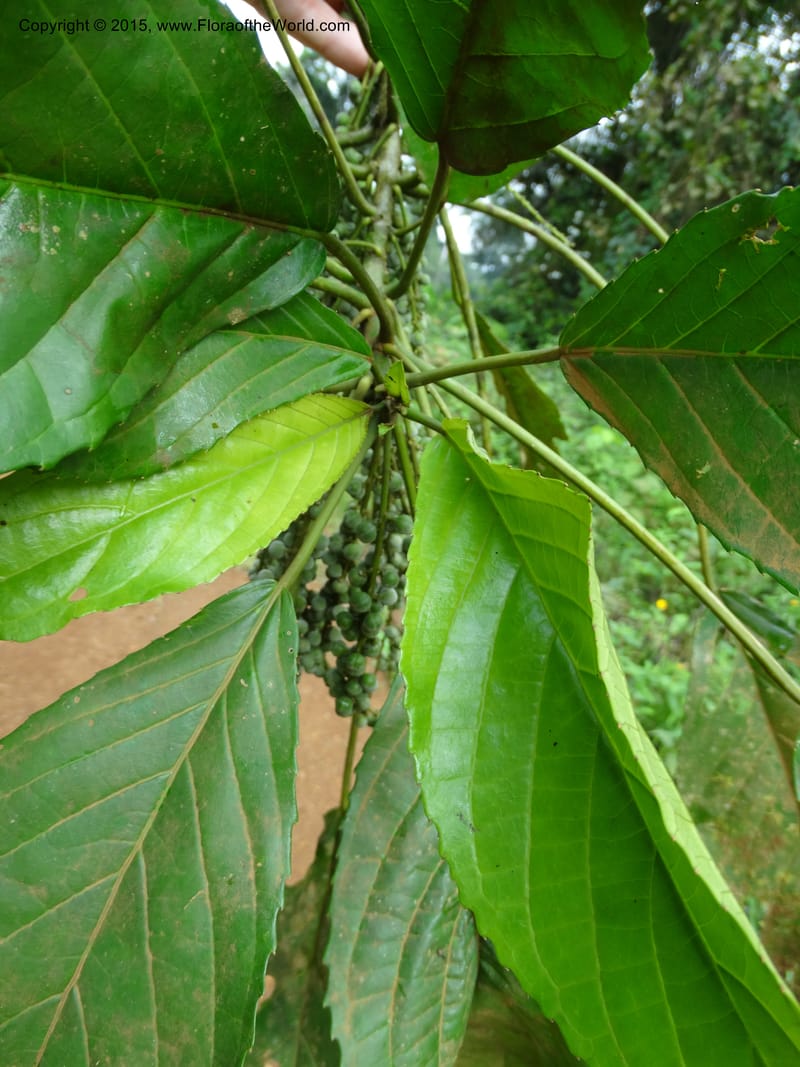 Discoclaoxylon, Davidson, C 12347--Cameroon. Ekondo Titi to Ekondo Nene. 21 Mar 2014. DSC02995 (5).JPG