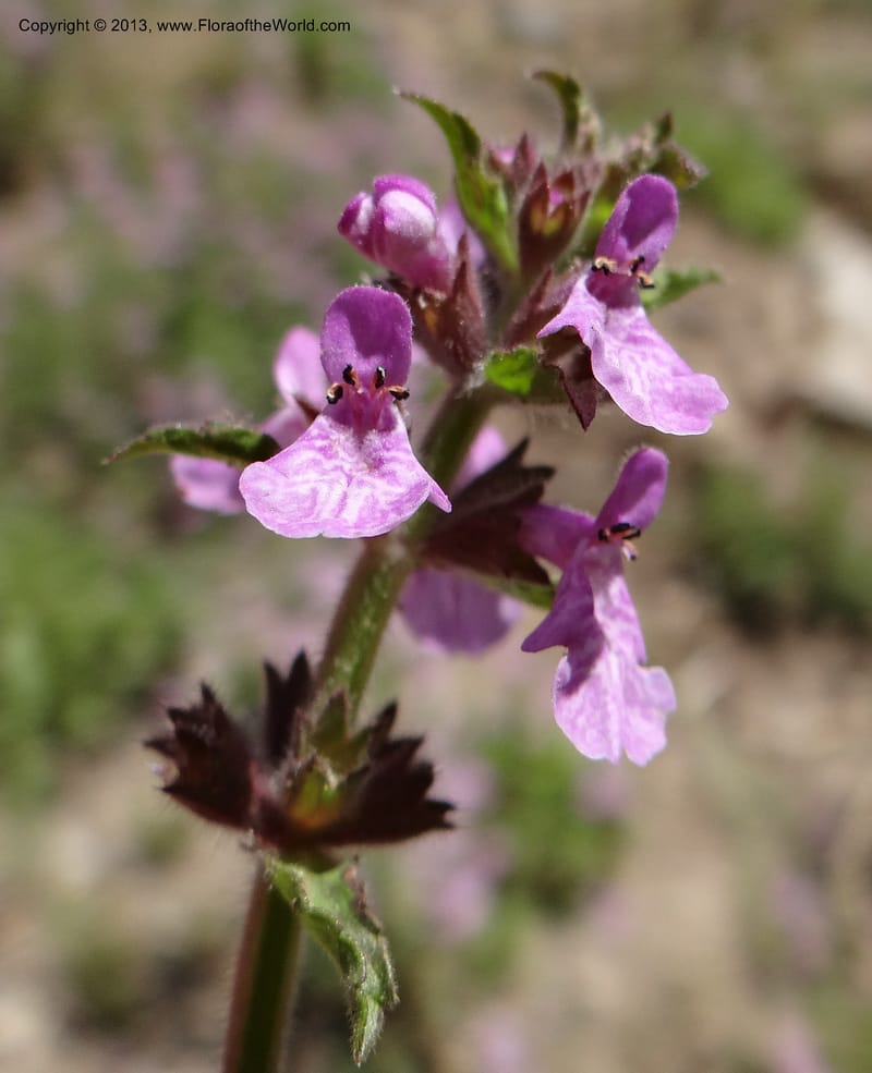 Stachys grandidentata, W. D. Stevens 34186--Chile, La Laguna Maule, 22 Feb 2013 9561 (9).JPG