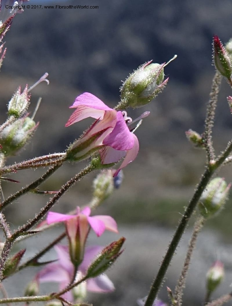 Gilia latifolia, Davidson, C 13078--California. Inyo Co. Last Chance Mts. 16 Apr 2016.  (142).JPG