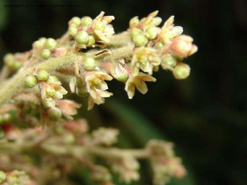 Endlicheria paniculata, RVasquez 31492--Peru. Prov. Oxa. Parq. Nac. Yanachaga Chemillen. 12 Oct 06. 729 (10).jpg