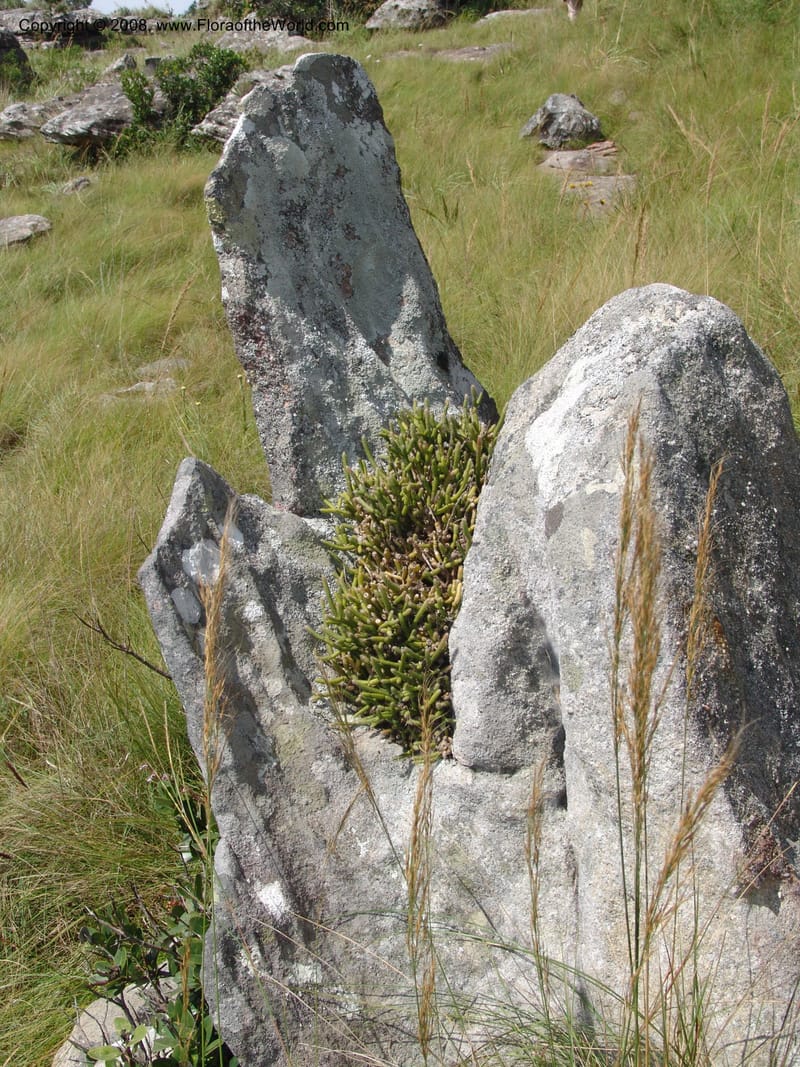 Rhipsalis baccifera--So.Africa. E. Cape. Umtamvuna Nat. Res. 11 Mch 05. 132.jpg
