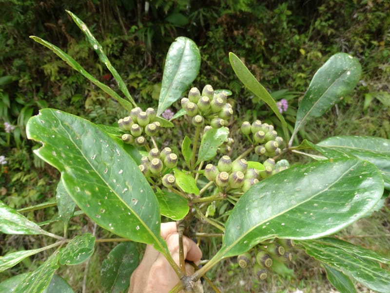 Plerandra grandiflora, Plunkett, G 3178--Fiji. Delaikoro Mtn. 3 Nov 2015. DSC08393 (120).JPG