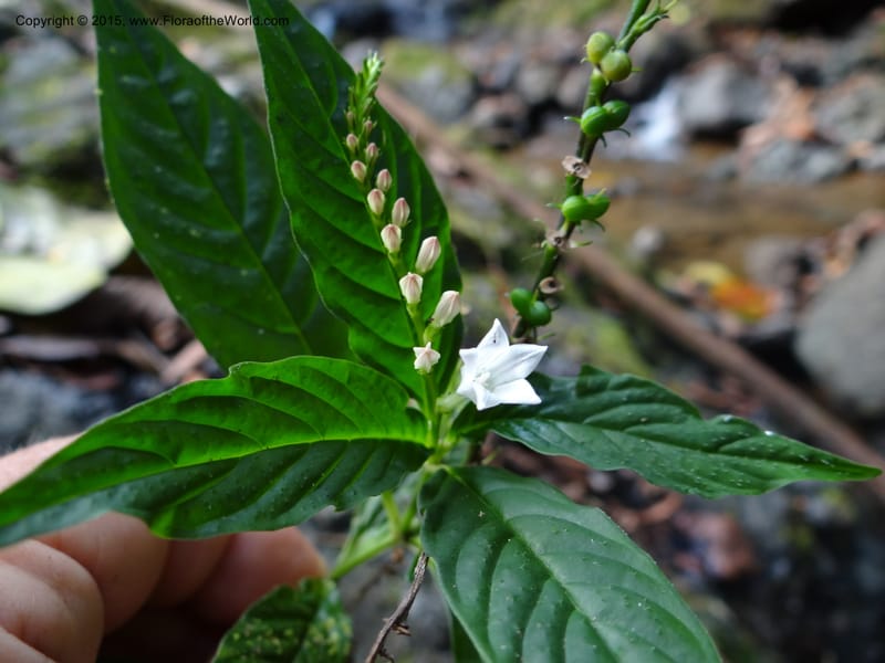 Spigelia humboldtiana, Hammel 26143--Costa Rica. Ranchos Tinamu, 2. 4 Mar 2012. DSC04132 (151).JPG
