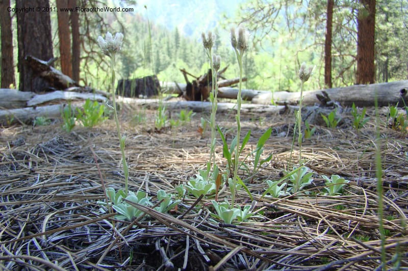 Antennaria rosea, C. Davidson 11398--Idaho. Idaho Co. Salmon River. Shepp Ranch. 28 May 2009. 046.jpg