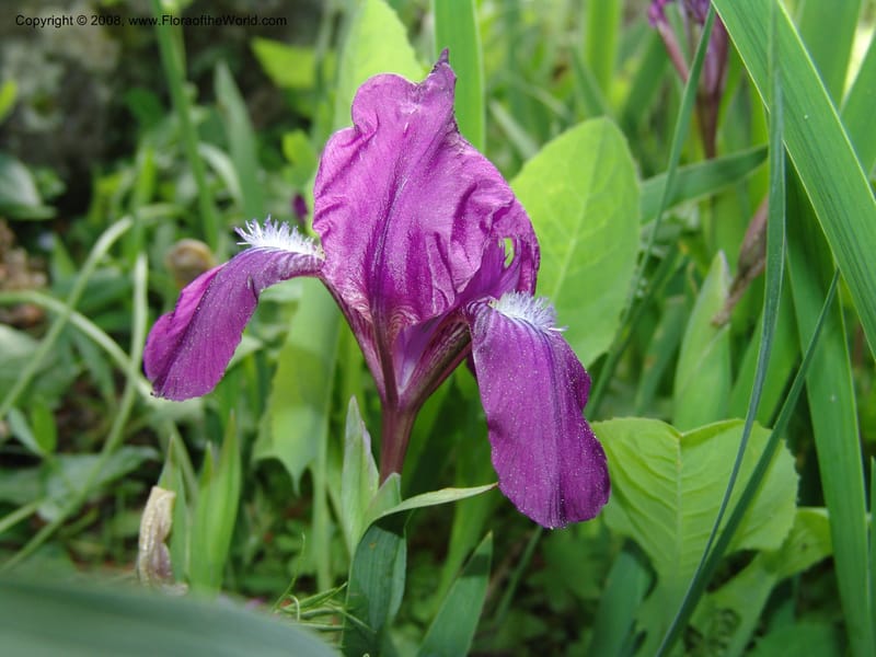 Iris hungarica--Georgia. Bakuriani Botanical Garden. 7 Jun 05. 081.jpg