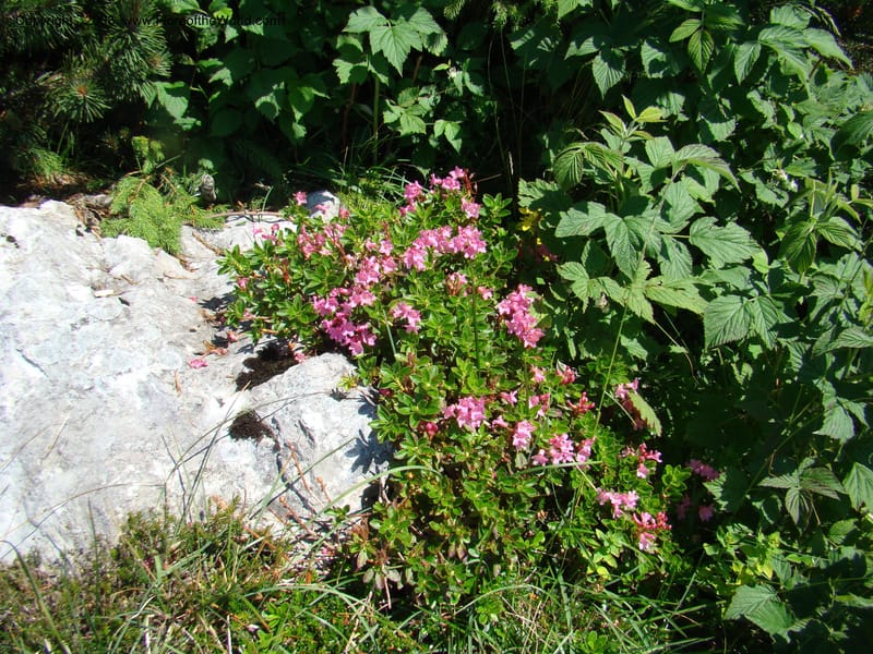Rhododendron hirsutum, CDavidson11243--Slovenia. Gorenska Reg. Velika Planina. 6 Jul 08. 008.jpg