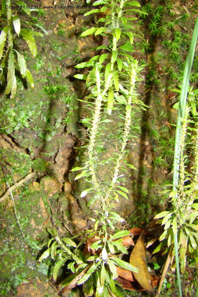 Huperzia, Regalado 1741--Viet Nam. Thua Thien Hue Prov. Phu Loc Distr. Bach Ma. 13Apr 09. 219.jpg