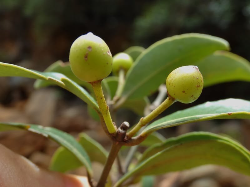 Austrobuxus, Munzinger, J 7480--New Caledonia. PinPin. 20 Nov 2015. DSC03938 (29).JPG
