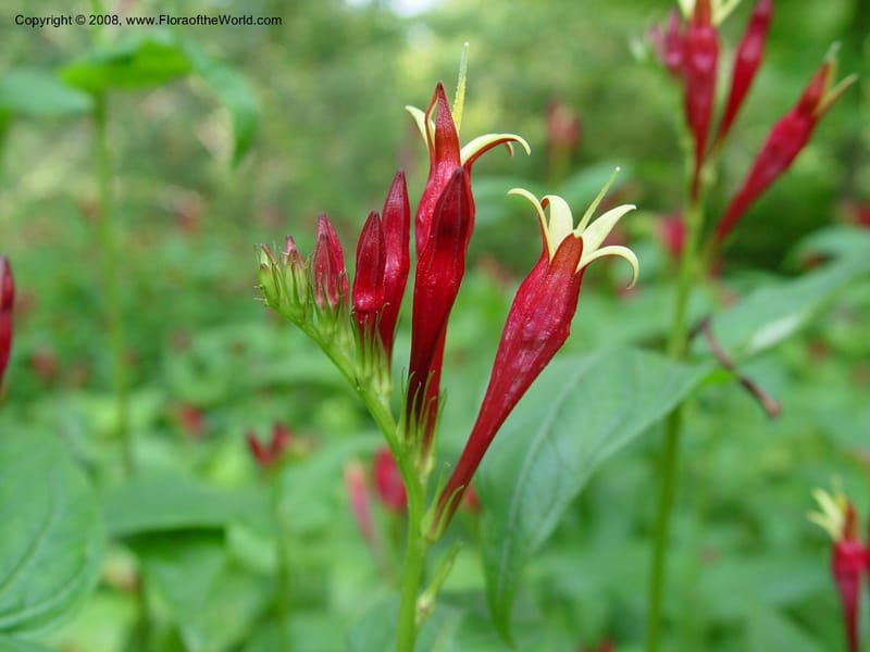 Spigelia marilandica--DE. Mt. Cuba Center. 24 Jun 03. 031.jpg