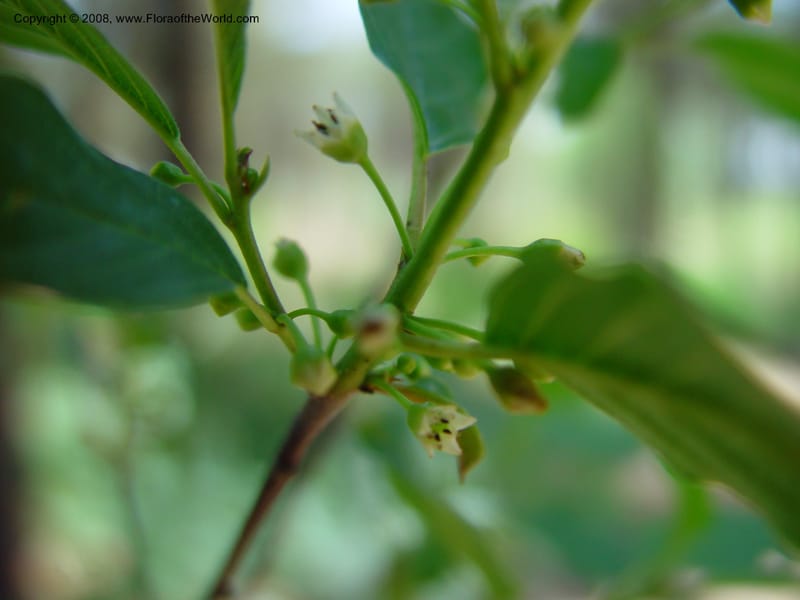 Rhamnus frangula--AZ. Arboretum at Flagstaff. 5 Jun 03. 090.jpg