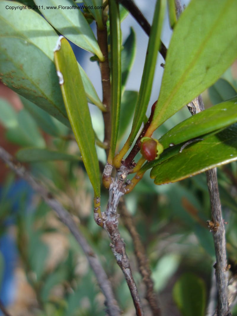 Medicosma,  Munzinger, J 4727--New Caledonia, ProvN,  Mine de Poum, 12 Nov 2007, 014 (6).jpg
