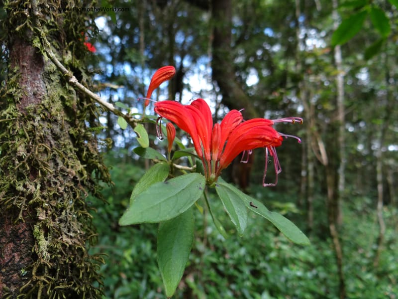 Aeschynanthus, VC 5477--Thailand. Chiang Mai Prov. Doi Suthep Pui Nat. Park. 7 Nov 2012. DSC07362 (177).JPG