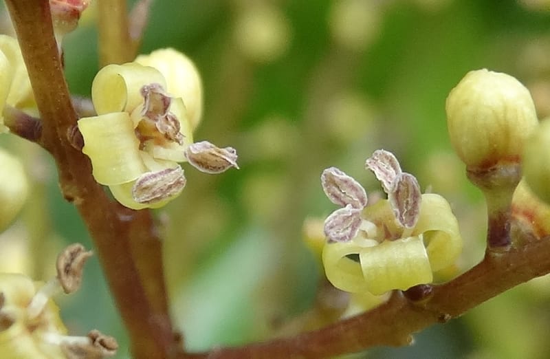 Polyscias joskei, Plunkett, G 3180--Fiji. Delaikoro Mtn. 3 Nov 2015. DSC08393 (302).JPG