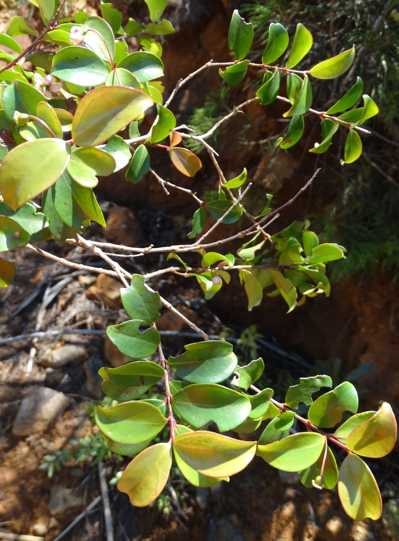 Archirhodomyrtus, Callmander, M 1272--New Caledonia. PinPin. 20 Nov 2015. DSC03938 (230).JPG