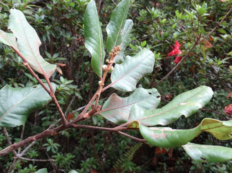 Storthocalyx sordidus, Callmander, M 1230--New Caledonia. Haute Robinson. 11 Nov. 2015. DSC00909 (73).JPG