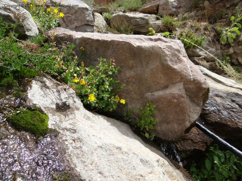 Mimulus, WDS 34226--Chile. Cta 115. 11.5 km W of La Laguna. 22 Feb 2013. DSC02736 (11).JPG