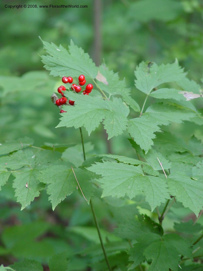 Actaea rubra--CT. Near Ashley Falls. Bartholomew's Cobble. 28 Jun 03. 043.jpg