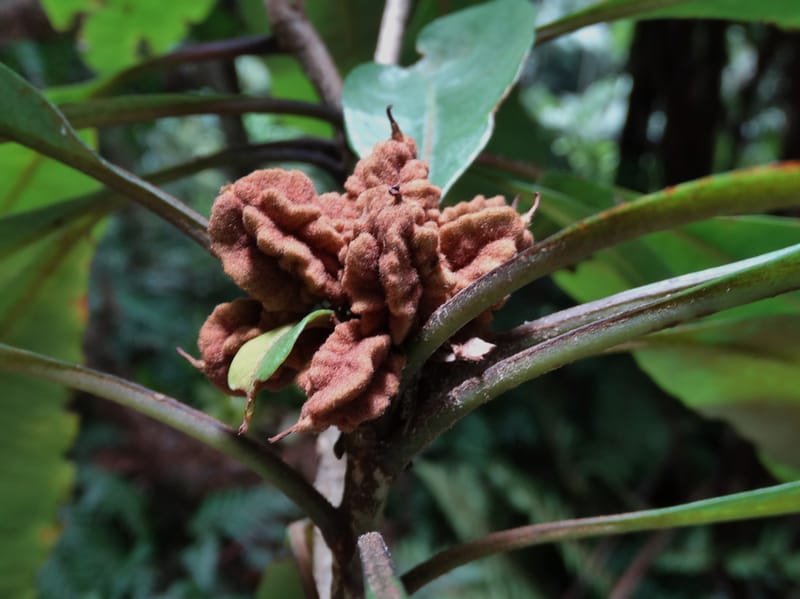 Pittosporum, Bruy, D 117--New Caledonia. Haute Robinson. 11 Nov. 2015. DSC00909 (170).JPG
