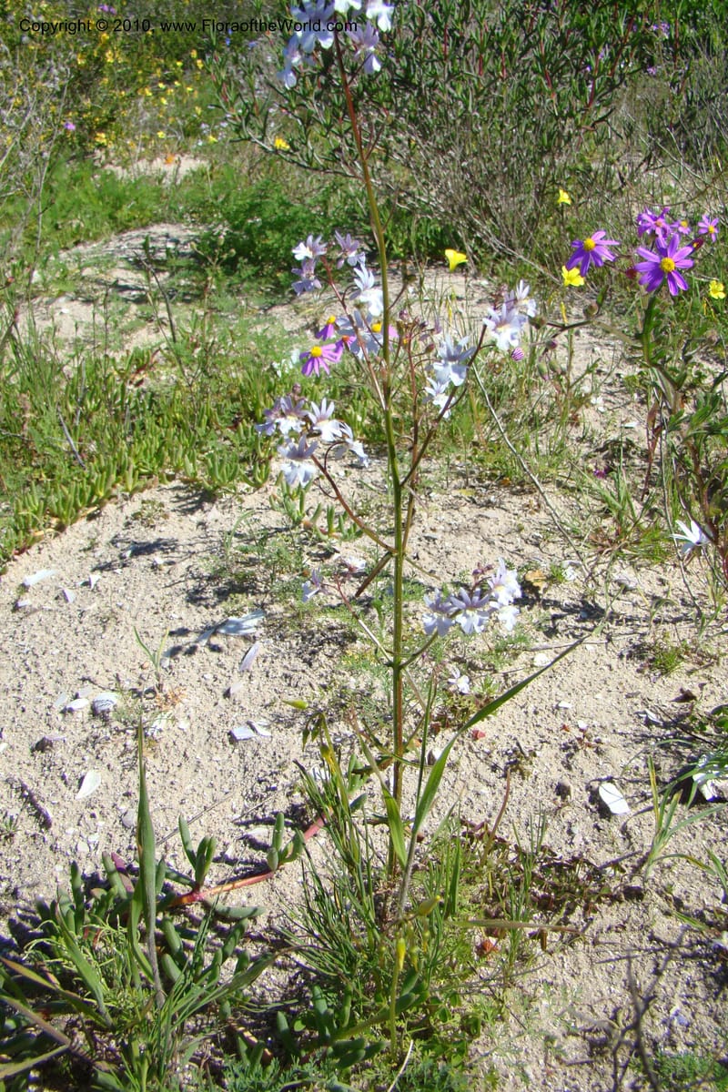 Nemesia bicornis, C. Davidson 11505--South Africa. Western Cape. R27, 5 km N of Velddrif. 24 Aug 09. 046 (1).jpg
