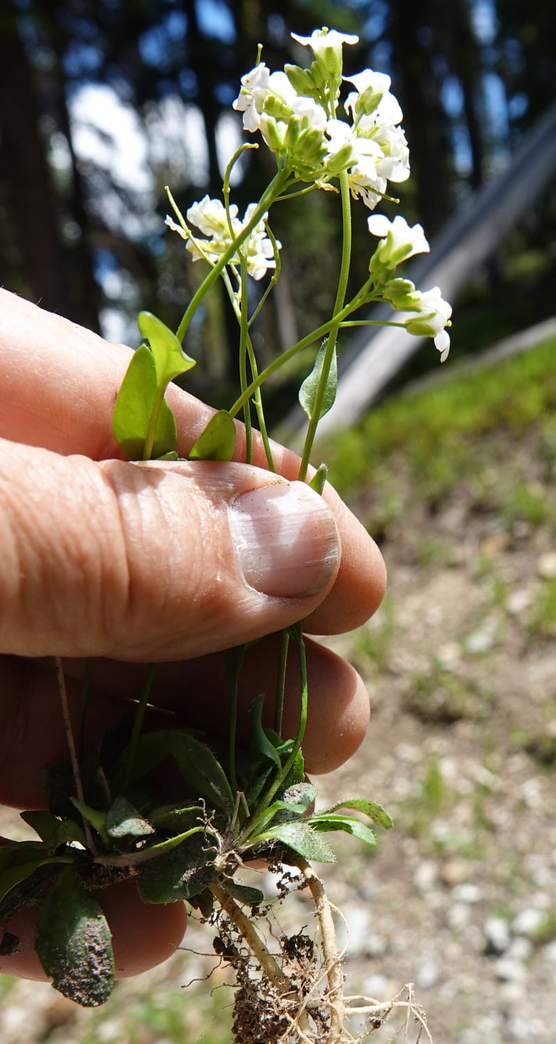 Arabis nuttallii, C. Davidson 14036--ID, Valley Co. Elkl Summit. 18 July 2019. DSC00995 (24).JPG