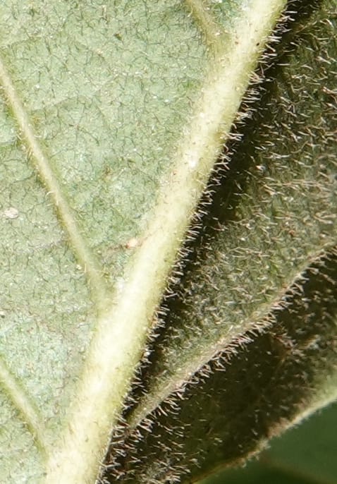 Aporosa dioica, D. Boufford 44137--China. Yunnan. Along G213. 4 May 2018. DSC02084 (28).JPG