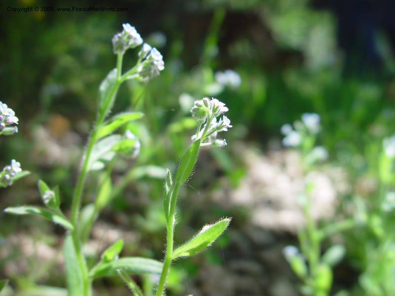 Myosotis arvensis--Italy. Abruzzo. Res. Torino di Sangro. 5 May 03. 011.jpg