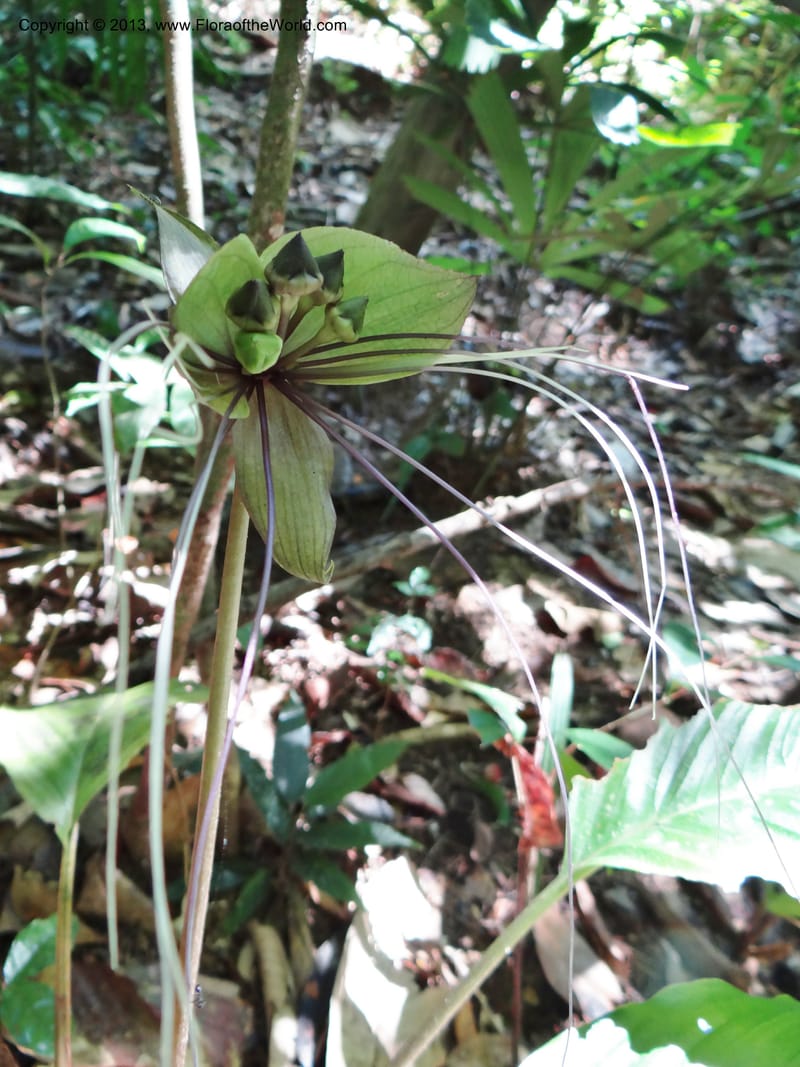 Tacca, VC 5596--Thailand. Ranong Prov. Klong Naka Wildlife Sanctuary. 14 Nov 2012. DSC09055 (147).JPG