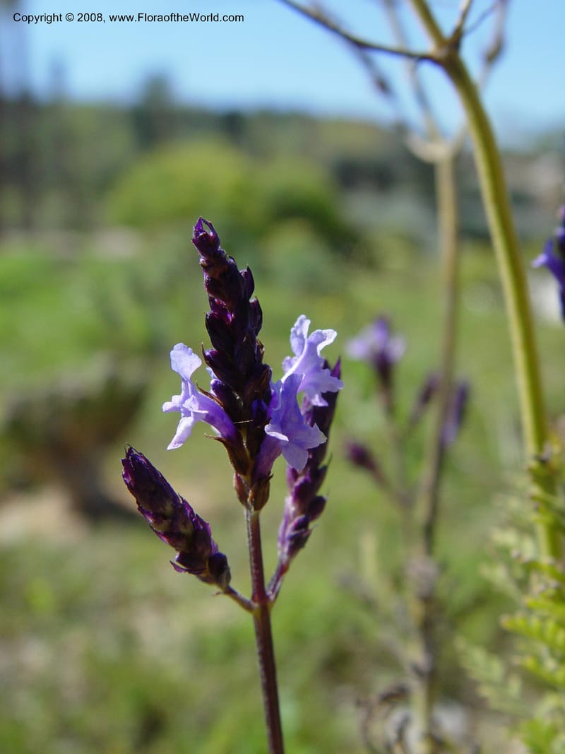 Lavandula canariensis, 2003.0424--Spain. Barcelona Botanic Garden. 21 Apr 04. 191.jpg