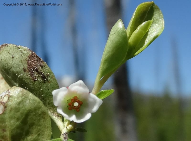 Gaultheria humifusa, Davidson, C 12546--ID. Valley Co. Cloochman Saddle Rd. 1 Jul 2014. DSC09181 (70).JPG
