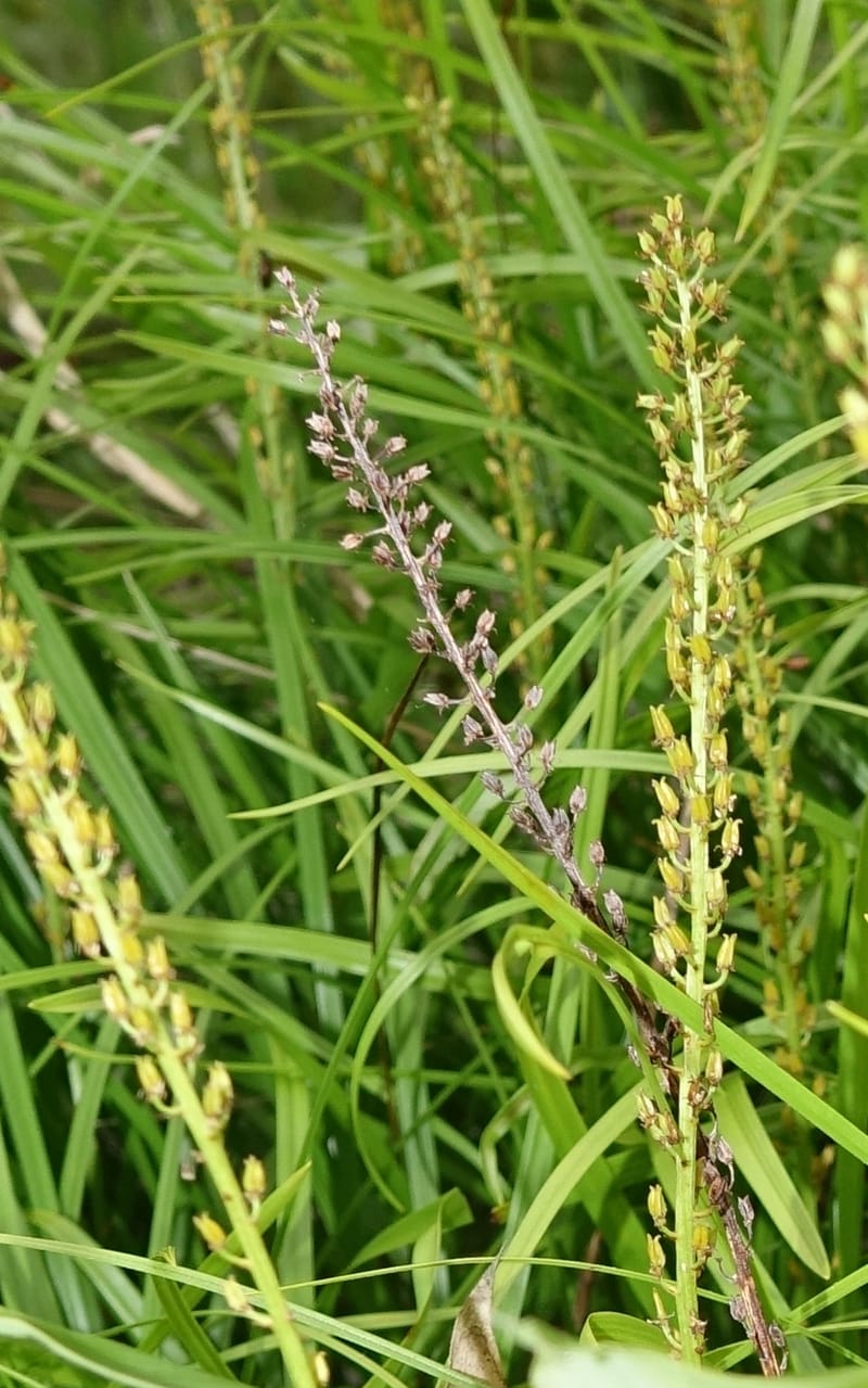 Japanolirion osense--Japan. Hokkaido. Teshio Exptl. For. 3 Aug 2016. DSC00757 (13).JPG