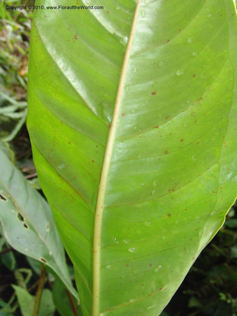 Anthurium incomptum, Croat 96349--Ecuador. Prov. Pichincha. Pacto-Pto. Quito Rd.. 25 Mar 06. 028 (8).jpg