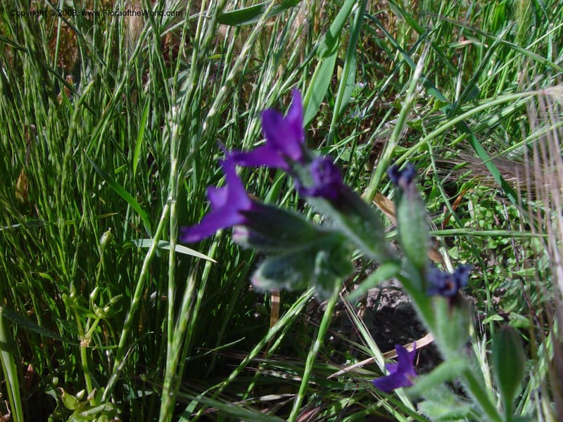 Anchusa--Italy. Tuscany. Hwy A1, rest stop near Orvieto. 17 May 02.  025.jpg