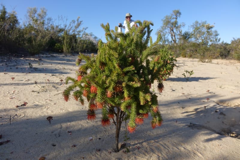 Darwinia, Davidson, C 13419A--Australia. W.A. Tootbardie Rd.-Coorow Rd. 23 Oct 2016. DSC04758 (42).JPG