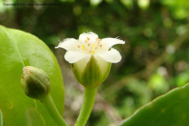 Psorospermum lanceolatum, Razafindraibe 191--Madagascar. Prov. Fianarantsoa. RN 12. 14 Jan 09. 043 (8).jpg